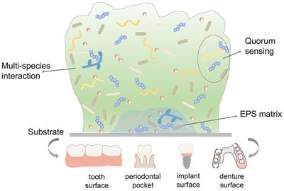 Antimicrobial photodynamic therapy against oral biofilm: influencing factors, mechanisms, and combined actions with other strategies